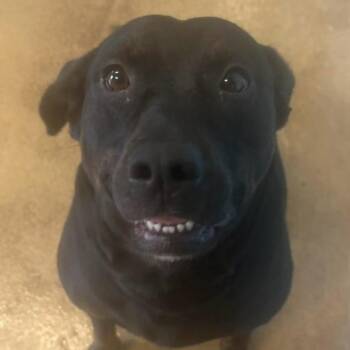 Bear -  Labrador Retriever Dog for Adoption in Watertown, New York - Bear | PetCurious