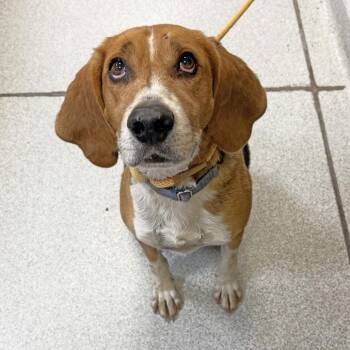 Willy -  Coonhound Dog for Adoption in Franklin, Tennessee - Willy | PetCurious