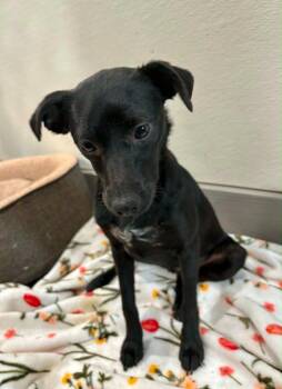 Blossom -  Mixed Breed Dog for Adoption in Taycheedah, Wisconsin - Blossom | PetCurious