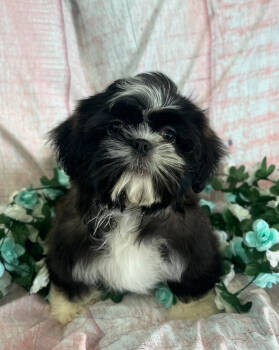Carl -  Shih Tzu Dog for Sale in Morrow, Ohio - Carl | PetCurious