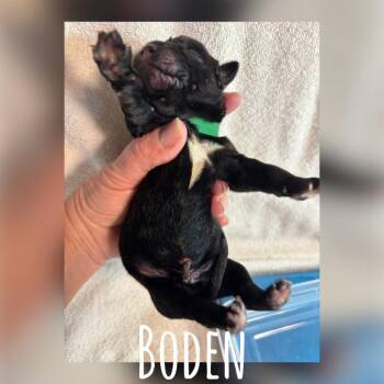 Boden Earth C508 -  Mixed Breed Dog for Adoption in Allen, Texas - Boden Earth C508 | PetCurious