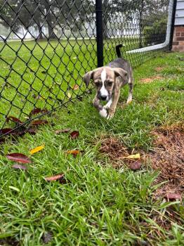 Walter Girlie -  German Shepherd Dog Dog for Adoption in Ayden, North Carolina - Walter Girlie | PetCurious