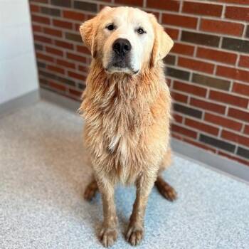 MARLIN -  Great Pyrenees Dog for Adoption in Edmond, Oklahoma - MARLIN | PetCurious