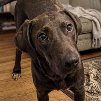 Labrador Retriever Dogs Available for Adoption in Cumming, Georgia - Manny | PetCurious