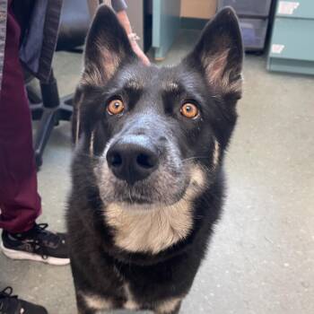 German Shepherd Dog and Mixed Breed Dogs Available for Adoption in Clearwater, Florida - Chloe | PetCurious