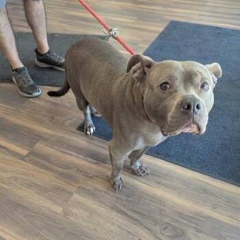 Luna Star -  Mixed Breed Dog for Adoption in Jeffersonville, Indiana - Luna Star | PetCurious