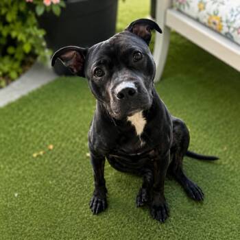 Piccolo D46164 -  Pit Bull Terrier Dog for Adoption in Corsicana, Texas - Piccolo D46164 | PetCurious