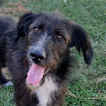 Rescue Labradoodle Dogs for Adoption in Normal, Illinois - Master Oogway | PetCurious