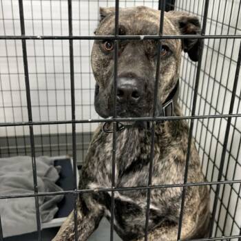 Plott Hound and Mixed Breed Dogs Available for Adoption in St. Louis, Missouri - Potala | PetCurious