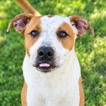 Igor JuM -  Pit Bull Terrier and Mixed Breed Dog for Adoption in Austin, Texas - Igor JuM | PetCurious
