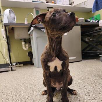 Buck Wheat -  Pit Bull Terrier Dog for Adoption in Cedar Rapids, Iowa - Buck Wheat | PetCurious