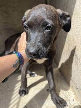 RUMI -  Pit Bull Terrier and Mixed Breed Dog for Adoption in Oklahoma City, Oklahoma - RUMI | PetCurious