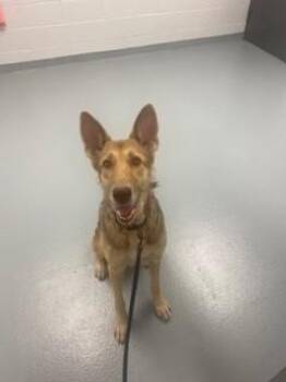 German Shepherd Dog and Mixed Breed Dogs Available for Adoption in St. Cloud, Florida - HONEY BUN | PetCurious