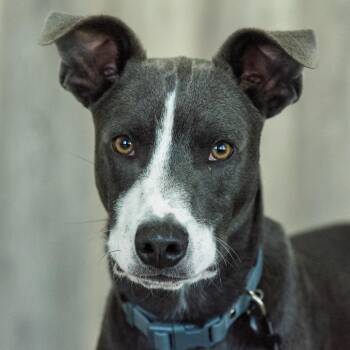 Manny -  Pit Bull Terrier and Mixed Breed Dog for Adoption in Idaho Falls, Idaho - Manny | PetCurious