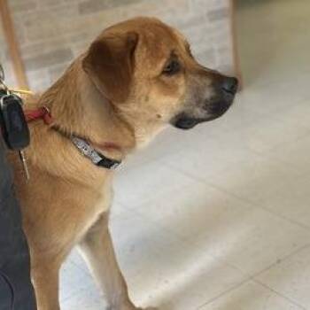 Tri Angles -  Mixed Breed Dog for Adoption in Davenport, Iowa - Tri Angles | PetCurious