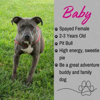 Baby -  Pit Bull Terrier Dog for Adoption in Junction City, Kansas - Baby | PetCurious