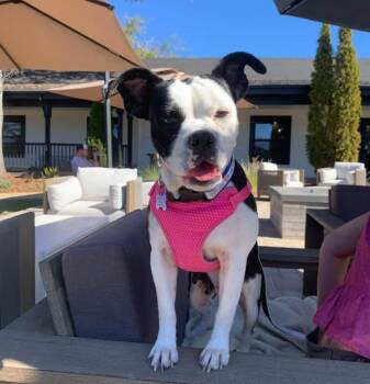 26Sky -  American Bulldog Dog for Adoption in Shingle Springs, California - 26Sky | PetCurious