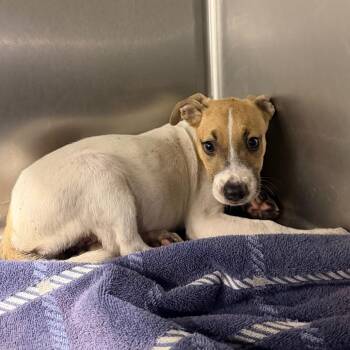 08/15/2026-Stray-GeorgeStreet -  Mixed Breed Dog for Adoption in Columbus, Georgia - 08/15/2026-Stray-GeorgeStreet | PetCurious