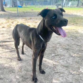 Rescue Pit Bull Terrier and Mixed Breed Dogs for Adoption in Conroe, Texas - GREGOR | PetCurious
