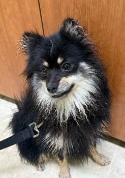 Sarge -  Mixed Breed Dog for Adoption in Cincinnati, Ohio - Sarge | PetCurious