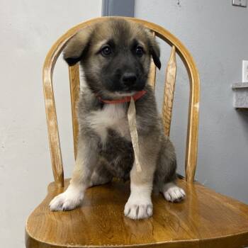 Rescue Great Pyrenees and Mixed Breed Dogs for Adoption in Spokane, Washington - Business | PetCurious