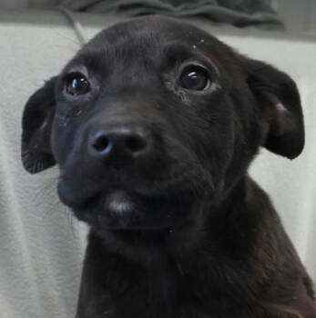 Shepherd and Labrador Retriever Dogs Available for Adoption - Nakwe | PetCurious