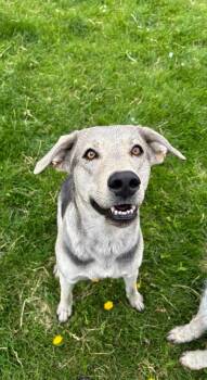 Wile -  Labrador Retriever and Mixed Breed Dog for Adoption in Green River, Wyoming - Wile | PetCurious