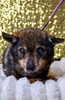 Godfather -  Chihuahua and Mixed Breed Dog for Adoption in Yakima, Washington - Godfather | PetCurious