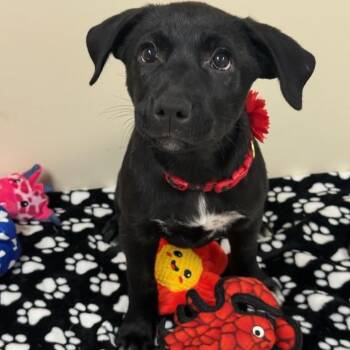 Raven -  Labrador Retriever Dog for Adoption in Greensburg, Pennsylvania - Raven | PetCurious