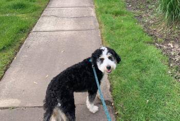 Bernese Mountain Dog and Poodle Dogs Available for Adoption in Wheaton, Illinois - Bernie | PetCurious