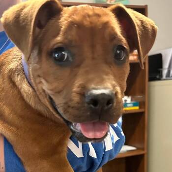 Mixed Breed Dogs Available for Adoption in Danville, Vermont - Sully | PetCurious