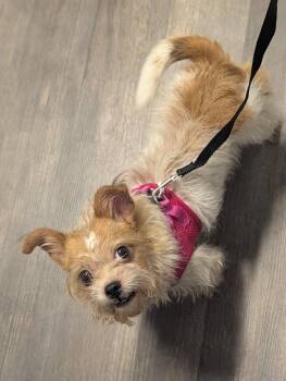 Peanut -  Boston Terrier and Shih Tzu Dog for Adoption in Richmond, Virginia - Peanut | PetCurious