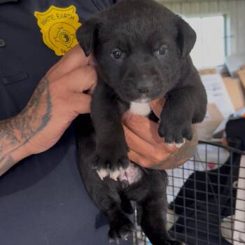 Hohnie -  Pit Bull Terrier and Mixed Breed Dog for Adoption in Detroit Lakes, Minnesota - Hohnie | PetCurious
