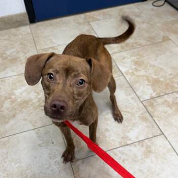 Maple Leaf -  Mixed Breed Dog for Adoption in Galveston, Texas - Maple Leaf | PetCurious