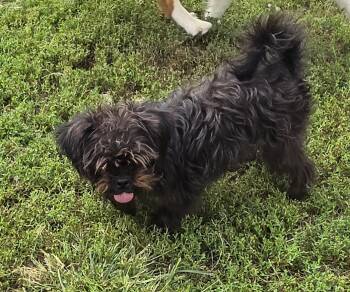 Cochetta -  Yorkshire Terrier Dog for Adoption in Terre Haute, Indiana - Cochetta | PetCurious