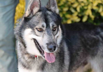 Rescue Siberian Husky and German Shepherd Dog Dogs for Adoption in Walnut Creek, California - Holden | PetCurious