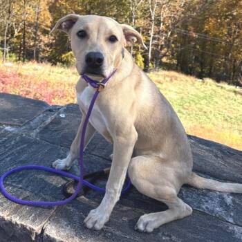 Liko -  Labrador Retriever and Boxer Dog for Adoption in Chattanooga, Tennessee - Liko | PetCurious