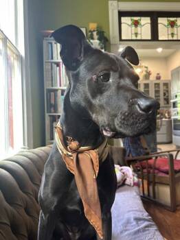 TOPANGA -  Labrador Retriever Dog for Adoption in San Antonio, Texas - TOPANGA | PetCurious