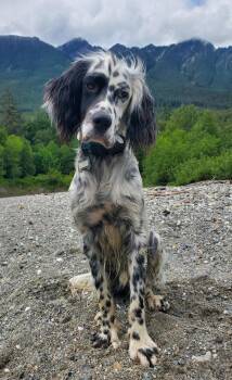 Available for Adoption - Dali (WA, USA) -  English Setter Dog for Adoption in Chelsea, Michigan - Available For Adoption - Dali (WA, USA) | PetCurious