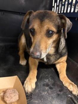 Scooter -  Mixed Breed Dog for Adoption in Fresno, California - Scooter | PetCurious