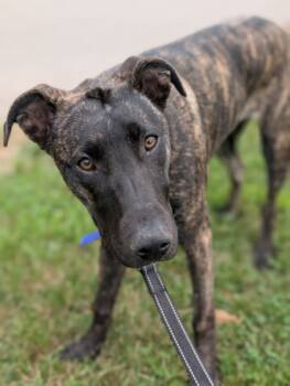 Rescue Mixed Breed Dogs for Adoption in Neenah, Wisconsin - Dot | PetCurious