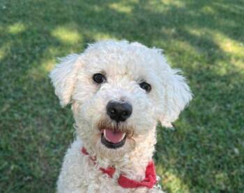 Prince -  Bichon Frise and Poodle Dog for Adoption in Buffalo, New York - Prince | PetCurious