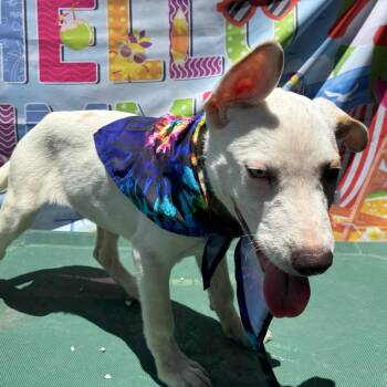 Casper -  American Staffordshire Terrier Dog for Adoption in Aledo, Texas - Casper | PetCurious