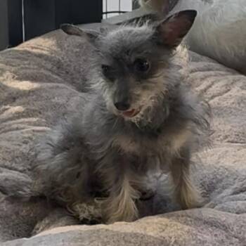 P-Nut -  Terrier Dog for Adoption in Las Vegas, Nevada - P-Nut | PetCurious