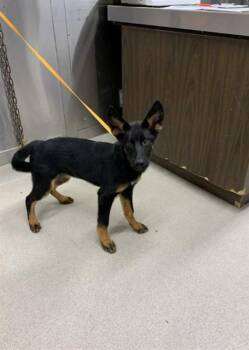 MALI -  German Shepherd Dog and Husky Dog for Adoption in Fairbanks, Alaska - MALI | PetCurious