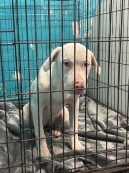 Rescue Dogo Argentino and Mixed Breed Dogs for Adoption in Anderson, Indiana - Snow | PetCurious