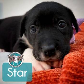 Pit Bull Terrier and Labrador Retriever Dogs Available for Adoption in Friendswood, Texas - Star Space | PetCurious