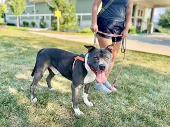 Rescue Pit Bull Terrier Dogs for Adoption in Roselle, Illinois - PANDA ** FOSTER OR ADOPTER NEEDED TO SAVE HIM ** | PetCurious
