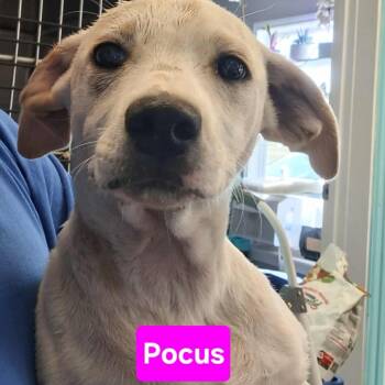 Rescue Foxhound and Beagle Dogs for Adoption in Madill, Oklahoma - Pocus | PetCurious