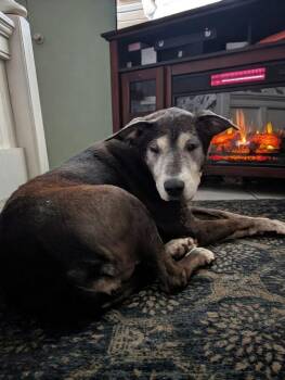 Marleene -  Labrador Retriever Dog for Adoption in Lakeland, Florida - Marleene | PetCurious